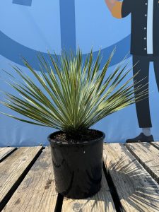 Palme - Yucca Rostrata
