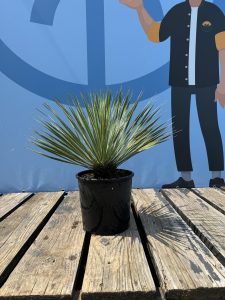 Palme - Yucca Rostrata