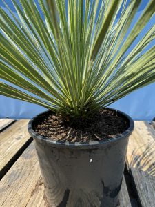 Palme - Yucca Rostrata