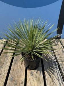 Palme - Yucca Rostrata