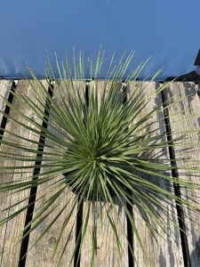Palme - Yucca Rostrata