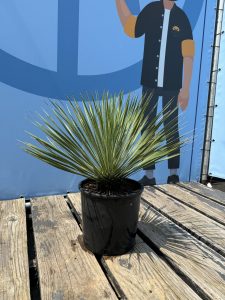 Palme - Yucca Rostrata
