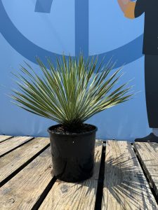 Palme - Yucca Rostrata