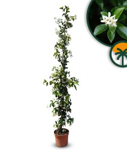 Toskanischer Jasmin - Höhe 160-180 cm