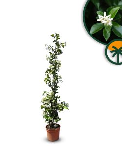 Toskanischer Jasmin - Höhe 120-140 cm