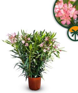 Rosa Oleander – Höhe 80/100 cm