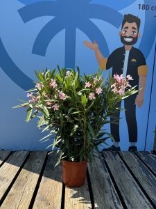 Rosa Oleander – Höhe 80/100 cm