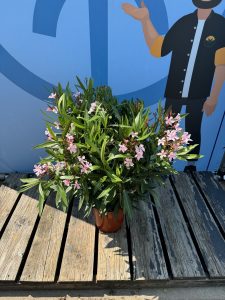 Rosa Oleander – Höhe 80/100 cm