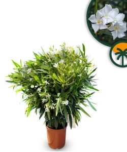 Weißer Oleander – Höhe 80/100 cm
