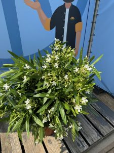 Weißer Oleander – Höhe 80/100 cm