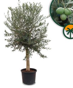 Olivenbaum - Olea Europaea - 30 Jahre alter Baum
