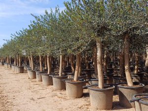 Olivenbaum - Olea Europaea - 30 Jahre alter Baum