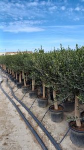Olivenbaum - Olea Europaea - 30 Jahre alter Baum