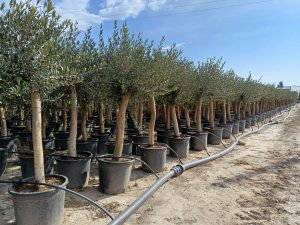 Olivenbaum - Olea Europaea - 30 Jahre alter Baum