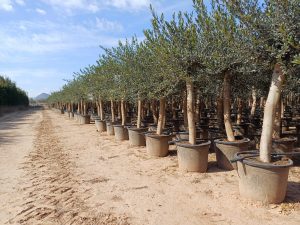 Olivenbaum - Olea Europaea - 30 Jahre alter Baum