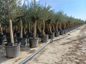 Olivenbaum - Olea Europaea - 30 Jahre alter Baum