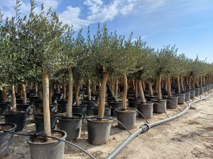 Olivenbaum - Olea Europaea - 30 Jahre alter Baum