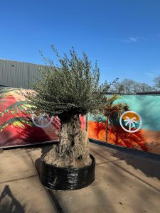 Olea Europea - Olivenbaum Bonsai - 300 Jahre alter Baum