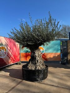 Olea Europea - Olivenbaum Bonsai - 300 Jahre alter Baum