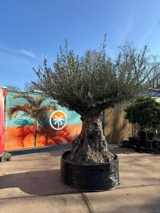 Olea Europea - Olivenbaum Bonsai - 300 Jahre alter Baum