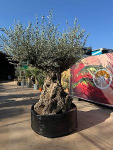 Olea Europea - Olivenbaum Bonsai - 300 Jahre alter Baum