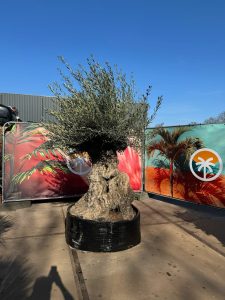 Olea Europea - Olivenbaum Bonsai - 300 Jahre alter Baum
