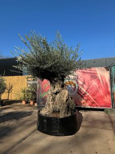 Olea Europea - Olivenbaum Bonsai - 300 Jahre alter Baum