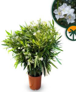 Weißer Oleander – Höhe 100/120 cm