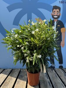 Weißer Oleander – Höhe 100/120 cm
