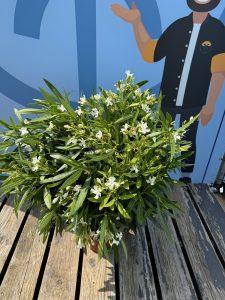 Weißer Oleander – Höhe 100/120 cm