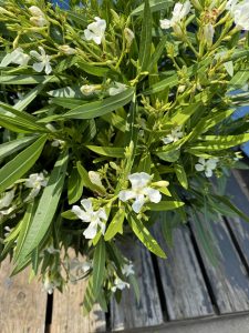 Weißer Oleander – Höhe 100/120 cm