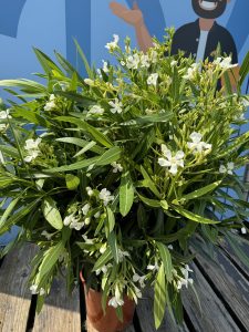 Weißer Oleander – Höhe 100/120 cm