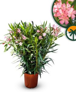 Rosa Oleander – Höhe 100/120 cm