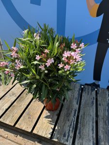 Rosa Oleander – Höhe 100/120 cm