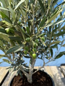 Olivenstrauch - Olea Europaea - Winterhart - 100-120 cm