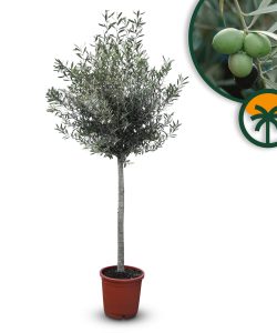 Olivenbaum - Olea Europaea - 170 cm - 15 Jahre alter Baum
