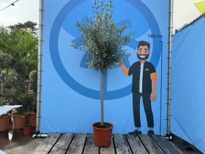 Olivenbaum - Olea Europaea - 170 cm - 15 Jahre alter Baum