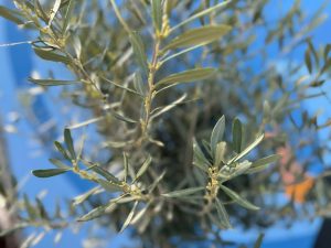 Olivenbaum - Olea Europaea - 170 cm - 15 Jahre alter Baum