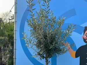 Olivenbaum - Olea Europaea - 170 cm - 15 Jahre alter Baum