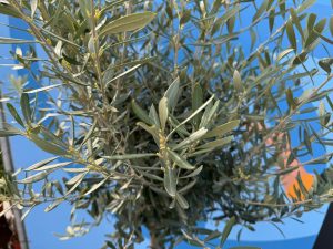 Olivenbaum - Olea Europaea - 170 cm - 15 Jahre alter Baum