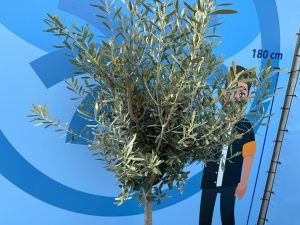 Olivenbaum - Olea Europaea - 170 cm - 15 Jahre alter Baum