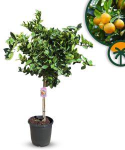 Zitrusbaum – Orangenbaum – Citrus Sinensis