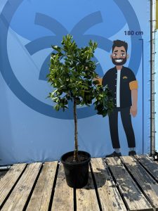 Zitrusbaum – Orangenbaum – Citrus Sinensis