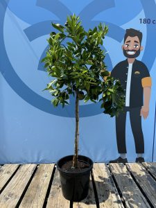 Zitrusbaum – Orangenbaum – Citrus Sinensis