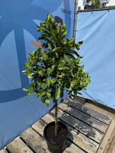 Zitrusbaum – Orangenbaum – Citrus Sinensis
