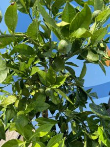 Zitrusbaum – Orangenbaum – Citrus Sinensis