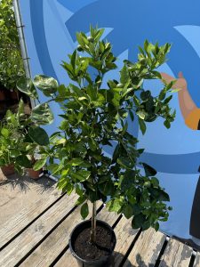 Zitrusbaum – Orangenbaum – Citrus Sinensis