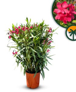 Roter Oleander – Höhe 100/120 cm