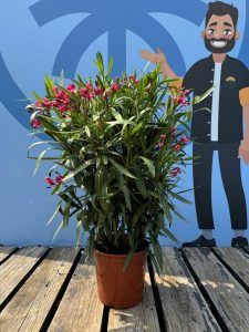 Roter Oleander – Höhe 100/120 cm