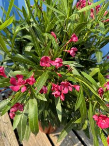 Roter Oleander – Höhe 100/120 cm